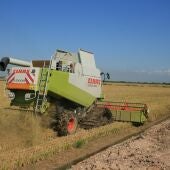 Siega del arroz