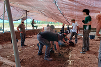 Se retoman las excavaciones en el yacimiento fenicio del Cerro del Villar Se retoman las excavaciones en el yacimiento fenicio del Cerro del Villar