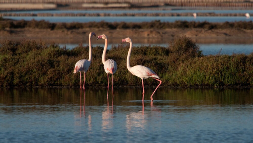 Flamencos en el Parque Natural de Ses Salines