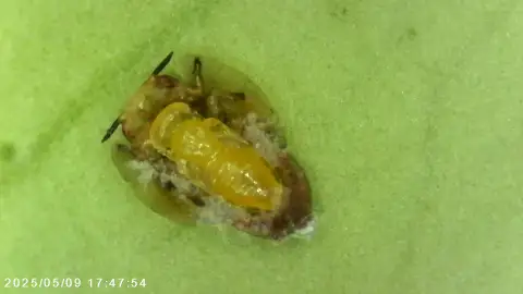 Pupa Tamarixia Citrícola Pupa Tamarixia Citrícola