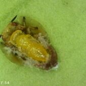 Pupa Tamarixia Citrícola