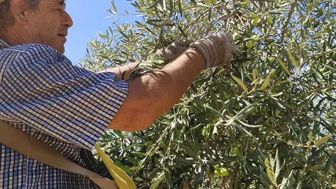 Comienza la campaña 2025/2026 de la DOP Aceituna Aloreña de Málaga Comienza la campaña 2025/2026 de la DOP Aceituna Aloreña de Málaga
