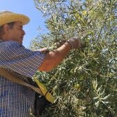 Comienza la campaña 2025/2026 de la DOP Aceituna Aloreña de Málaga