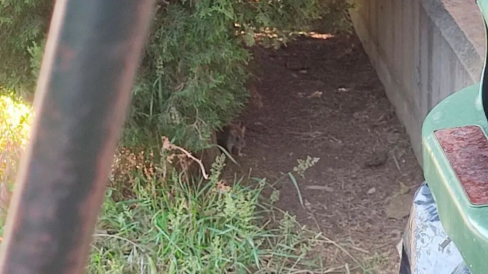 Preocupación por la aparición de ratas en un colegio de Zaragoza Preocupación por la aparición de ratas en un colegio de Zaragoza