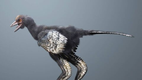 https://www.agenciasinc.es/Noticias/El-pajaro-del-amanecer-ilumina-la-historia-de-los-dinosaurios-con-plumas
