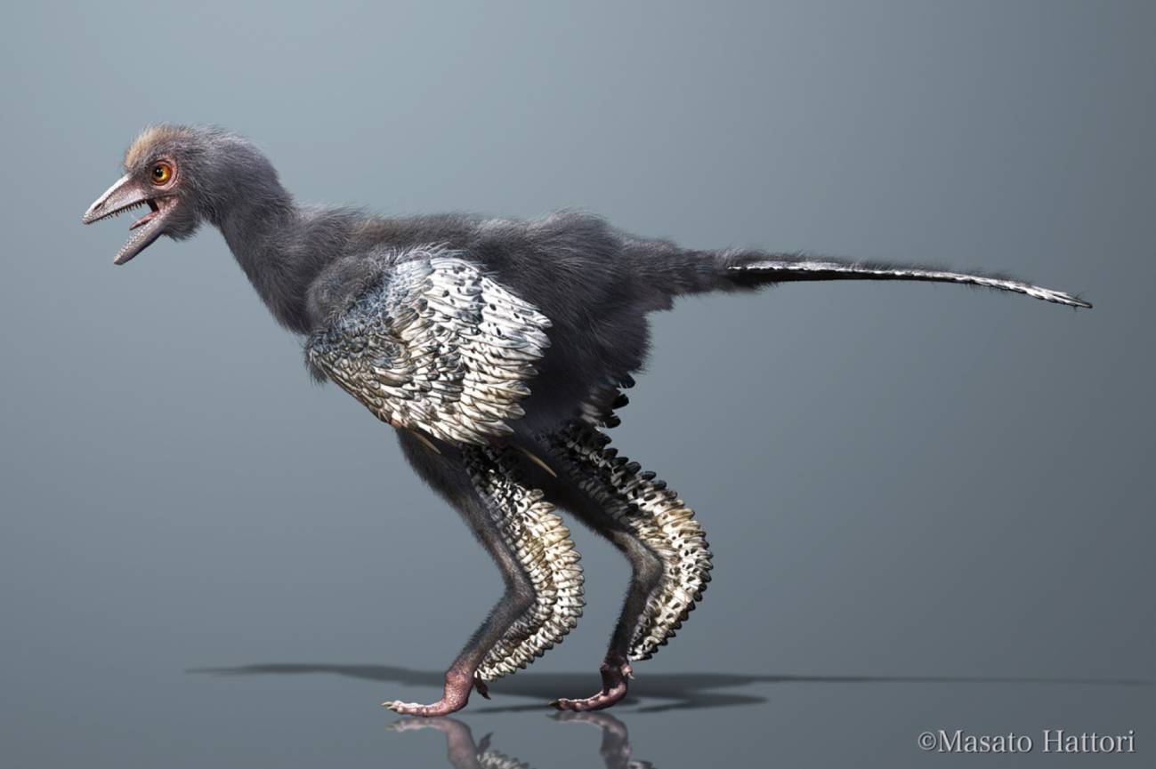 Aves gigantes: ¿seres de leyenda?
