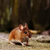 El Instituto Municipal de Salud Pública está llevando a cabo tratamientos contra las ratas El Instituto Municipal de Salud Pública está llevando a cabo tratamientos contra las ratas