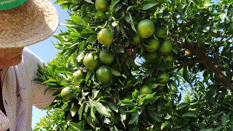 Citricultor en un campo de naranjas