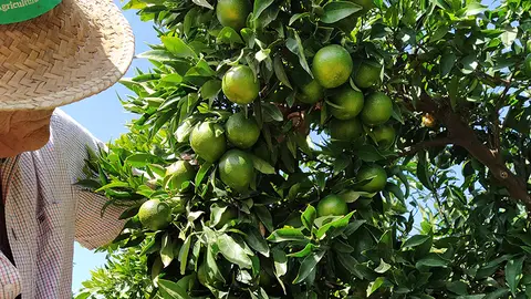 Citricultor en un campo de naranjas Citricultor en un campo de naranjas