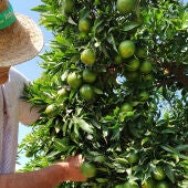 Citricultor en un campo de naranjas