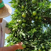 Citricultor en un campo de naranjas Citricultor en un campo de naranjas