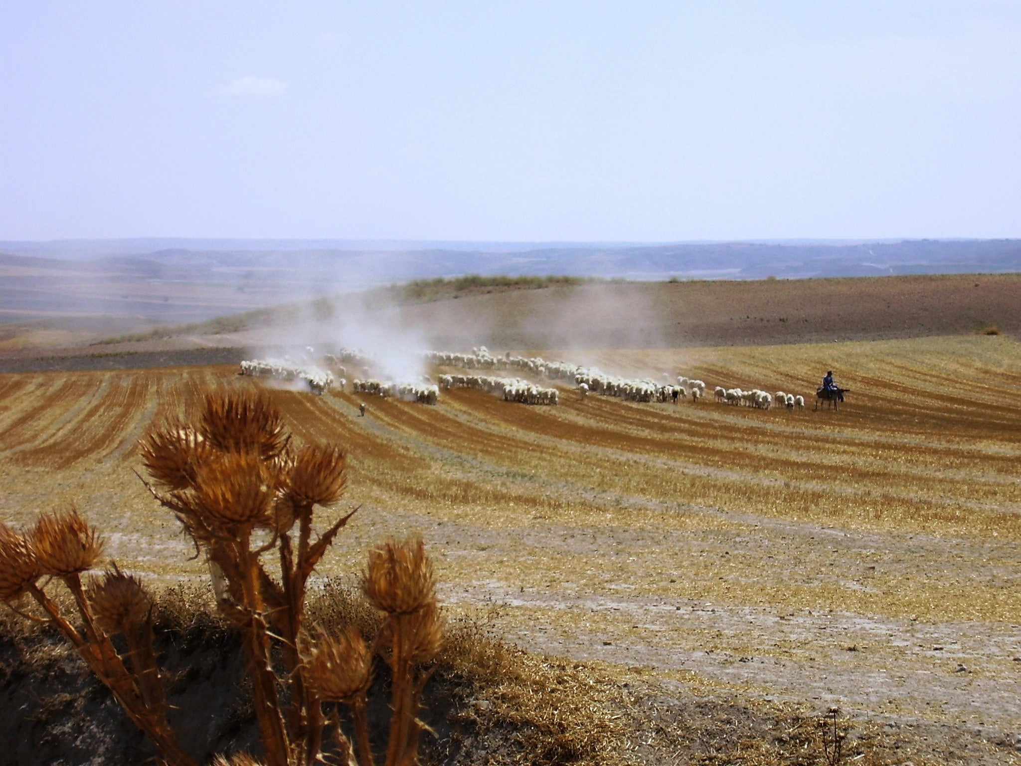 Queso Manchego con Denominación de Origen: tradición, sostenibilidad y calidad con sello internacional Queso Manchego con Denominación de Origen: tradición, sostenibilidad y calidad con sello internacional