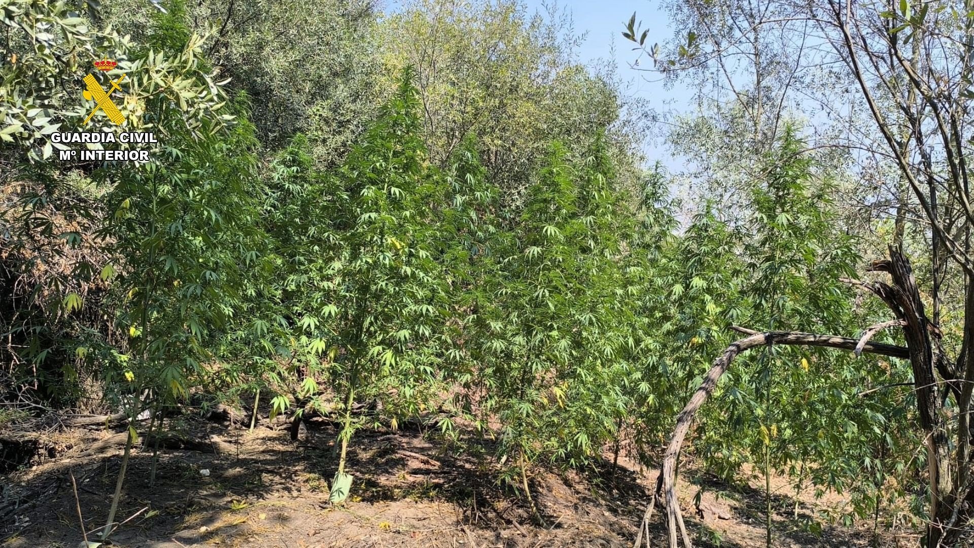 Tres investigados e incautados 4 kilos de cogollos de marihuana en actuaciones de la Guardia Civil en Cáceres Tres investigados e incautados 4 kilos de cogollos de marihuana en actuaciones de la Guardia Civil en Cáceres