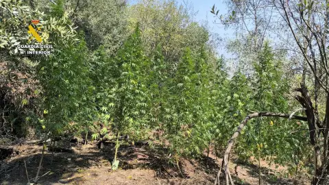 Tres investigados e incautados 4 kilos de cogollos de marihuana en actuaciones de la Guardia Civil en Cáceres Tres investigados e incautados 4 kilos de cogollos de marihuana en actuaciones de la Guardia Civil en Cáceres