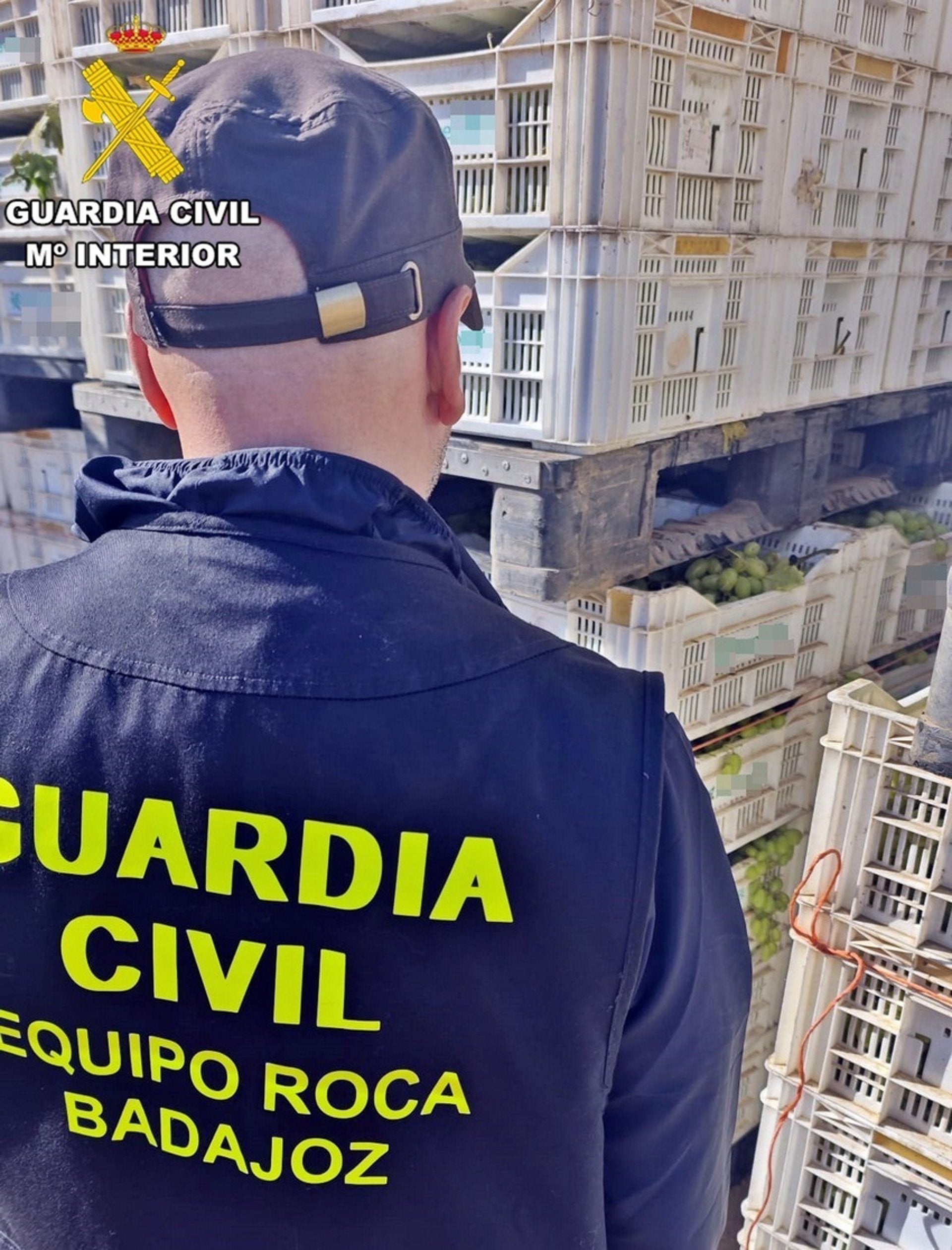 Investigados siete vecinos de Badajoz por su implicación el robo de más de 1.000 kilos de uva en Valdebótoa Investigados siete vecinos de Badajoz por su implicación el robo de más de 1.000 kilos de uva en Valdebótoa