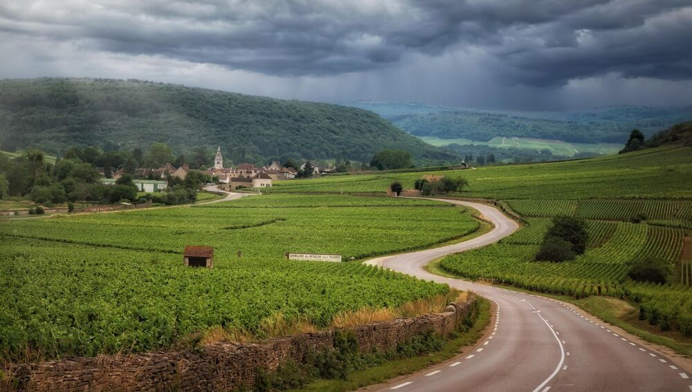 Carretera entre viñedos