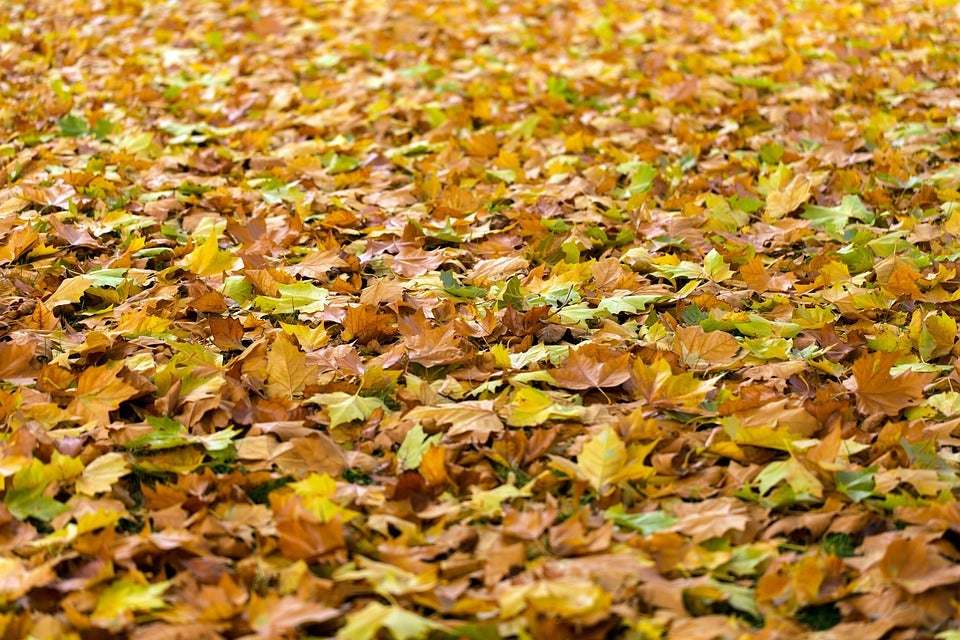 Avui começa la tardor climatològica: Què n'hem d'esperar? Avui começa la tardor climatològica: Què n'hem d'esperar?