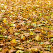 A partir d'avui, 22 de setembre, comença la tardor climatològica, amb la que acomiadem un estiu molt calorós