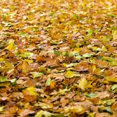 A partir d'avui, 22 de setembre, comença la tardor climatològica, amb la que acomiadem un estiu molt calorós A partir d'avui, 22 de setembre, comença la tardor climatològica, amb la que acomiadem un estiu molt calorós