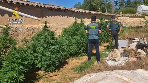 Investigado por cultivar marihuana en Olmos de Ojeda .
