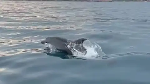 Registran la presencia de delfines en el entorno del parque natural de Serra d'Irta entre Peñíscola y Alcossebre Registran la presencia de delfines en el entorno del parque natural de Serra d'Irta entre Peñíscola y Alcossebre