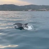 Registran la presencia de delfines en el entorno del parque natural de Serra d'Irta entre Peñíscola y Alcossebre Registran la presencia de delfines en el entorno del parque natural de Serra d'Irta entre Peñíscola y Alcossebre