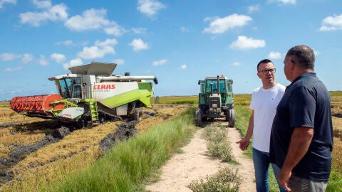 Vicent Mompó en los arrozales de Sueca Vicent Mompó en los arrozales de Sueca