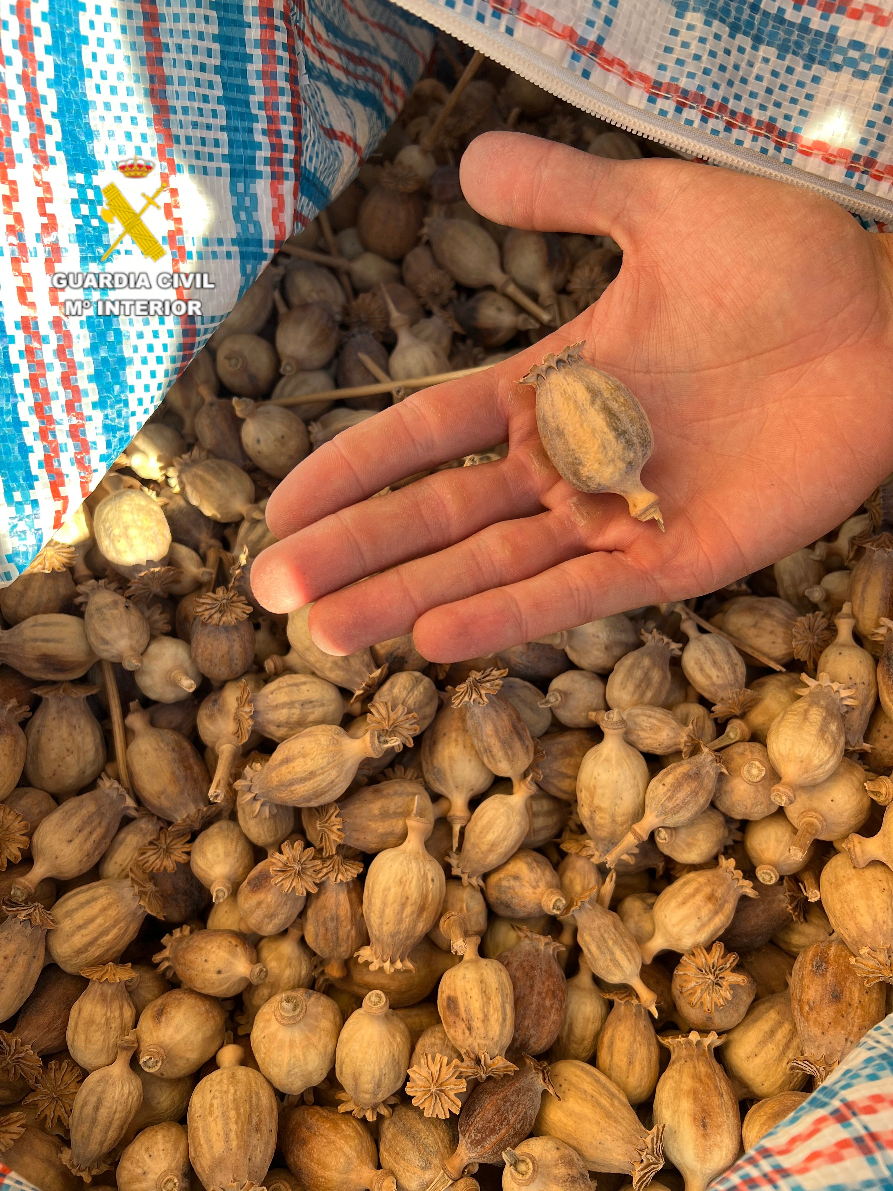 Dos detenidos por circular por la autopista AP7 con diez kilogramos de adormideras Dos detenidos por circular por la autopista AP7 con diez kilogramos de adormideras
