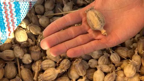 Dos detenidos por circular por la autopista AP7 con diez kilogramos de adormideras Dos detenidos por circular por la autopista AP7 con diez kilogramos de adormideras