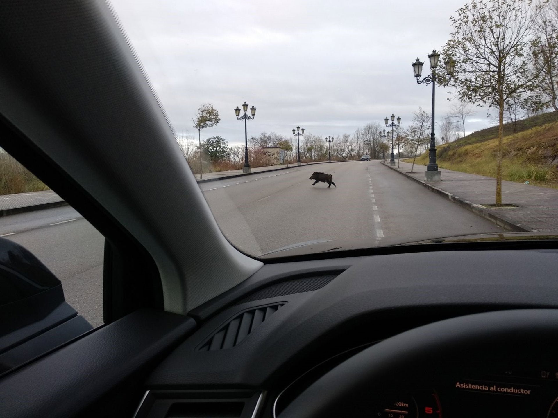 Un motorista resulta herido tras chocar contra un jabalí en Alzira Un motorista resulta herido tras chocar contra un jabalí en Alzira