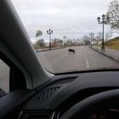 Un jabalí cruzando una carretera