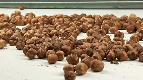 Avellanes a la cooperativa l'Avellanera de la Selva del Camp Avellanes a la cooperativa l'Avellanera de la Selva del Camp