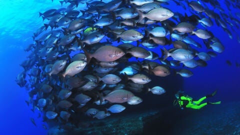 Fondo submarino en El Hierro