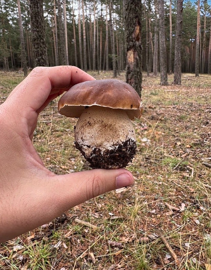 La temporada micológica comienza de forma dispar en Aragón La temporada micológica comienza de forma dispar en Aragón