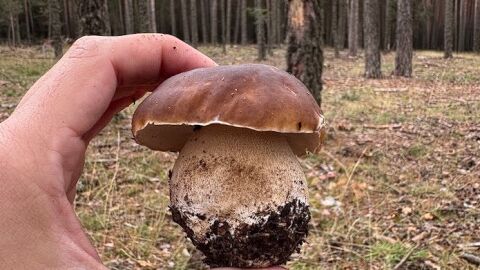 Boletus en el monte aragonés Boletus en el monte aragonés