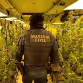 Plantación con 2000 plantas de marihuana en Noáin