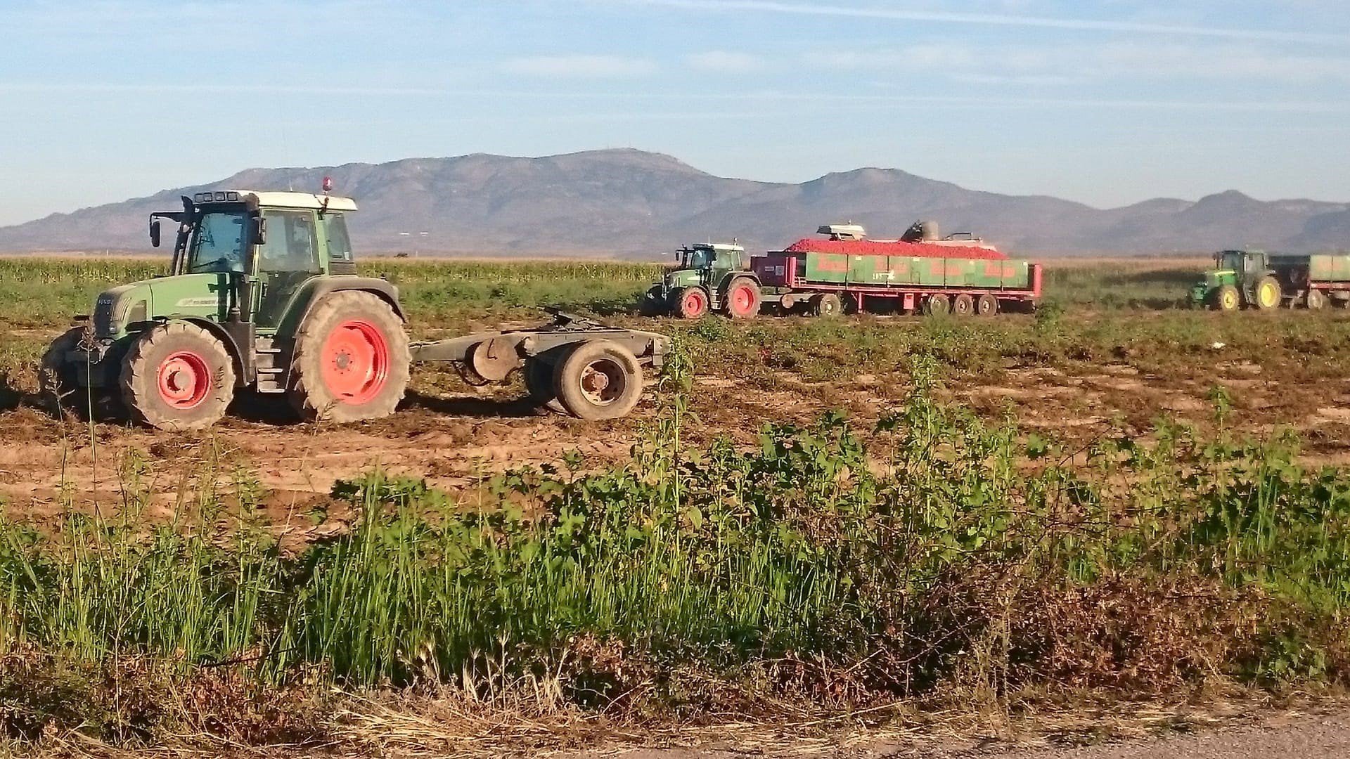 UPA-UCE cifra en 76 millones de euros las pérdidas para los productores de tomate en esta campaña UPA-UCE cifra en 76 millones de euros las pérdidas para los productores de tomate en esta campaña