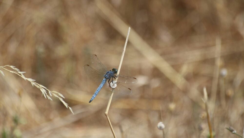Las libélulas tienen su propio sendero dedicado en Benahavís