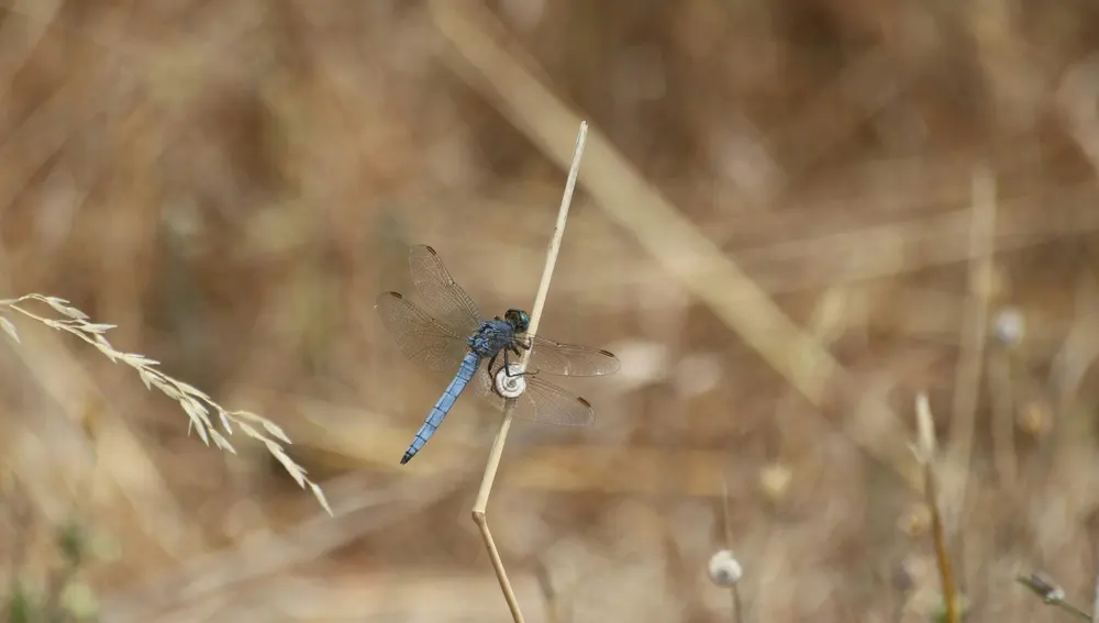 Las libélulas tienen su propio sendero dedicado en Benahavís Las libélulas tienen su propio sendero dedicado en Benahavís