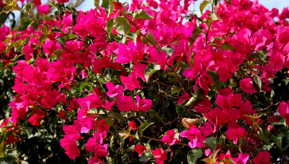 La buganvilla, una constante en la Costa del Sol La buganvilla, una constante en la Costa del Sol