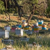MIELES ANTA TERRA, AUGA E VIDA MIELES ANTA TERRA, AUGA E VIDA