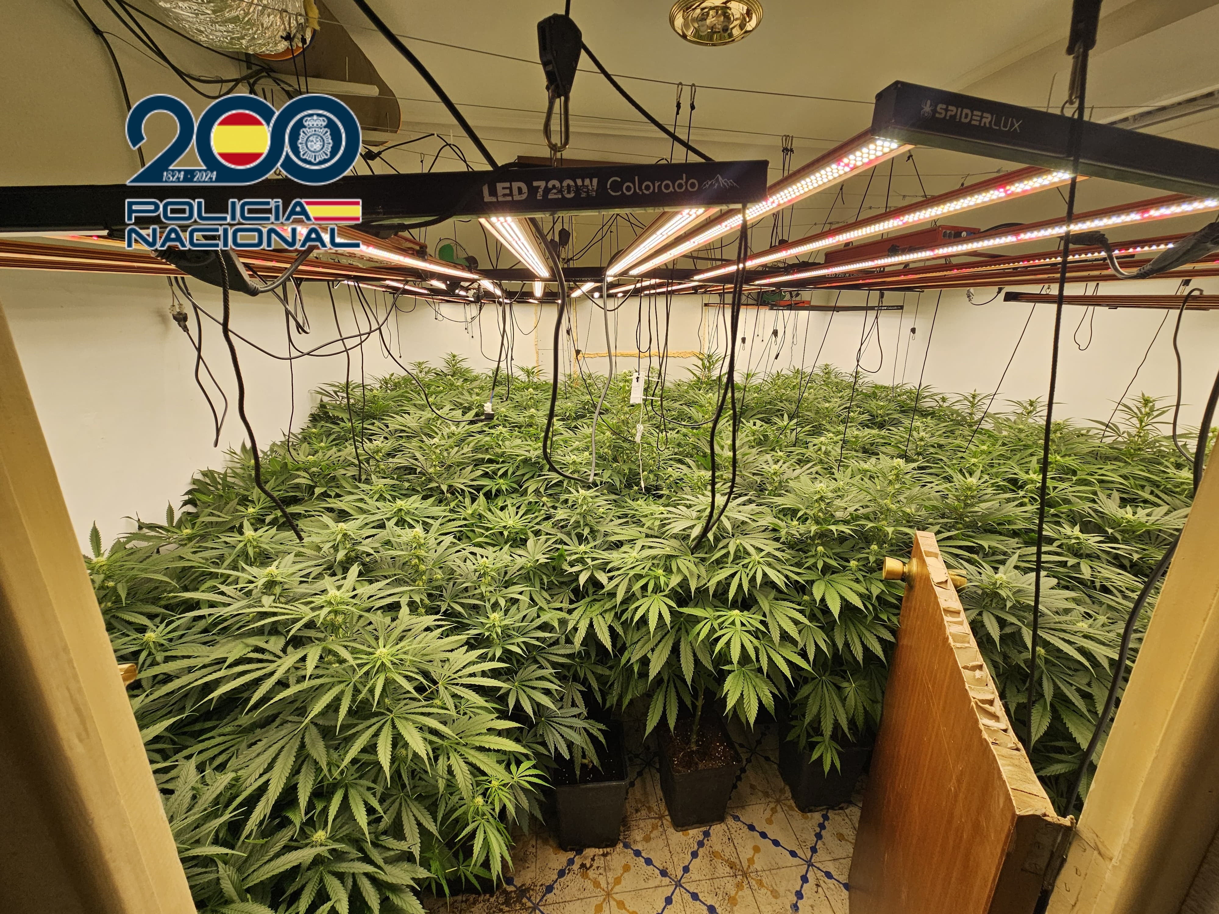 La Policía Nacional desmantela un grupo con plantaciones de marihuana en Elda, Petrer, Novelda y Aspe La Policía Nacional desmantela un grupo con plantaciones de marihuana en Elda, Petrer, Novelda y Aspe