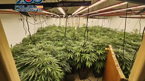 Una de las plantaciones de marihuana desmantelada por la Policía Nacional al grupo que operaba en Elda, Petrer, Novelda y Aspe. Una de las plantaciones de marihuana desmantelada por la Policía Nacional al grupo que operaba en Elda, Petrer, Novelda y Aspe.