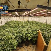 Una de las plantaciones de marihuana desmantelada por la Policía Nacional al grupo que operaba en Elda, Petrer, Novelda y Aspe.