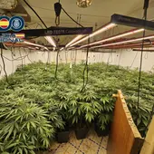 Una de las plantaciones de marihuana desmantelada por la Policía Nacional al grupo que operaba en Elda, Petrer, Novelda y Aspe. Una de las plantaciones de marihuana desmantelada por la Policía Nacional al grupo que operaba en Elda, Petrer, Novelda y Aspe.