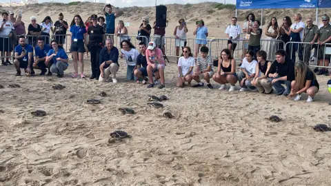 Entran en el mar de Torrevieja 16 tortugas marinas un año después de nacer en la playa de La Mata Entran en el mar de Torrevieja 16 tortugas marinas un año después de nacer en la playa de La Mata
