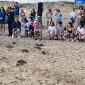 Entran en el mar de Torrevieja 16 tortugas marinas un año después de nacer en la playa de La Mata