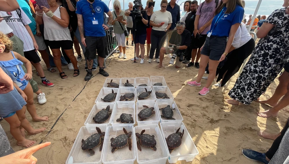 Entran en el mar de Torrevieja 16 tortugas marinas un año después de nacer en la playa de La Mata Entran en el mar de Torrevieja 16 tortugas marinas un año después de nacer en la playa de La Mata