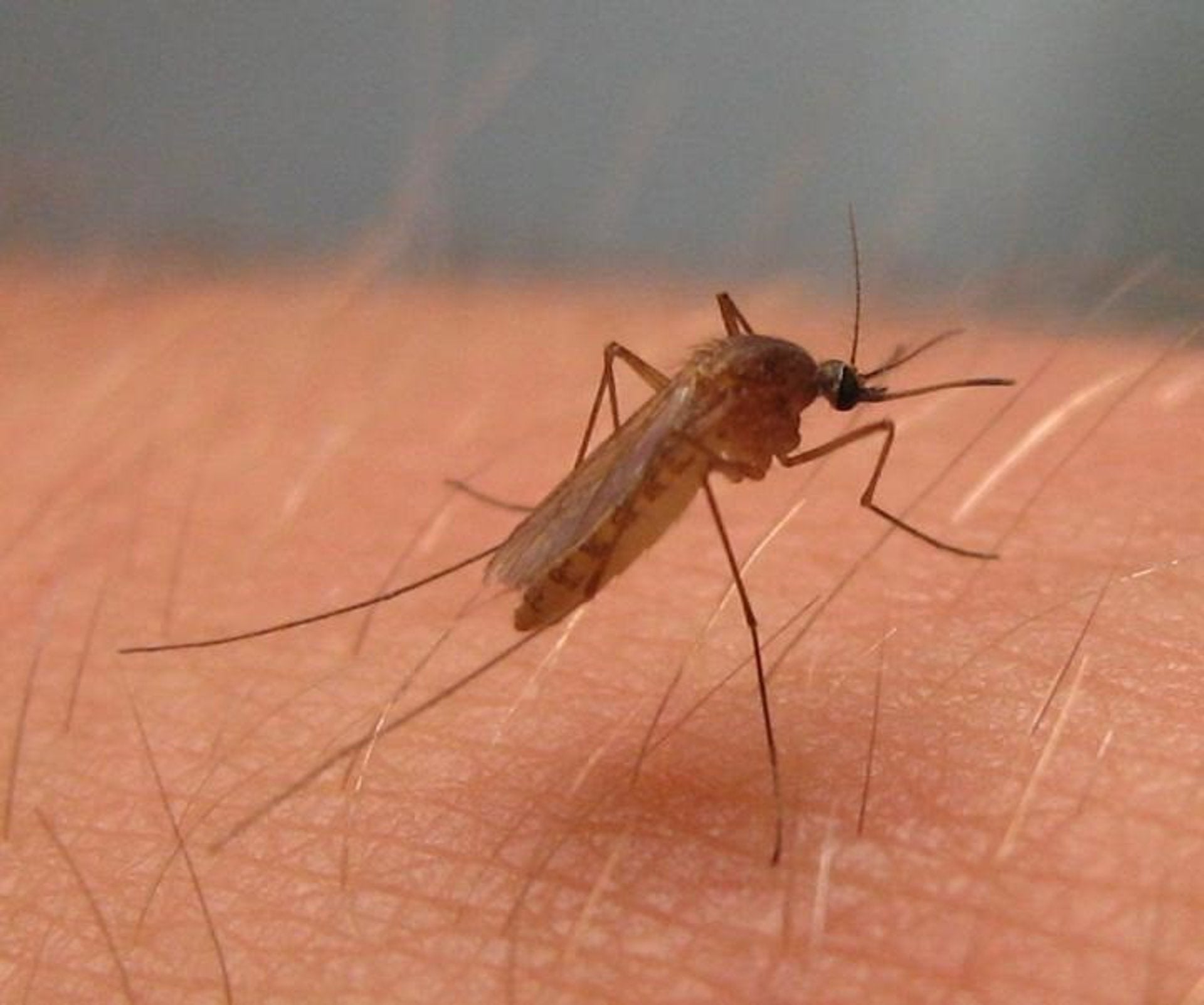 Confirmado un nuevo caso de fiebre del Nilo en Extremadura en una mujer de 42 años, que eleva a 21 los afectados Confirmado un nuevo caso de fiebre del Nilo en Extremadura en una mujer de 42 años, que eleva a 21 los afectados