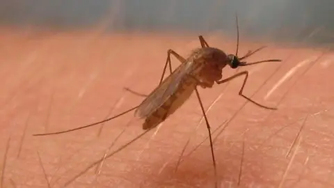Confirmado un nuevo caso de fiebre del Nilo en Extremadura en una mujer de 42 años, que eleva a 21 los afectados Confirmado un nuevo caso de fiebre del Nilo en Extremadura en una mujer de 42 años, que eleva a 21 los afectados